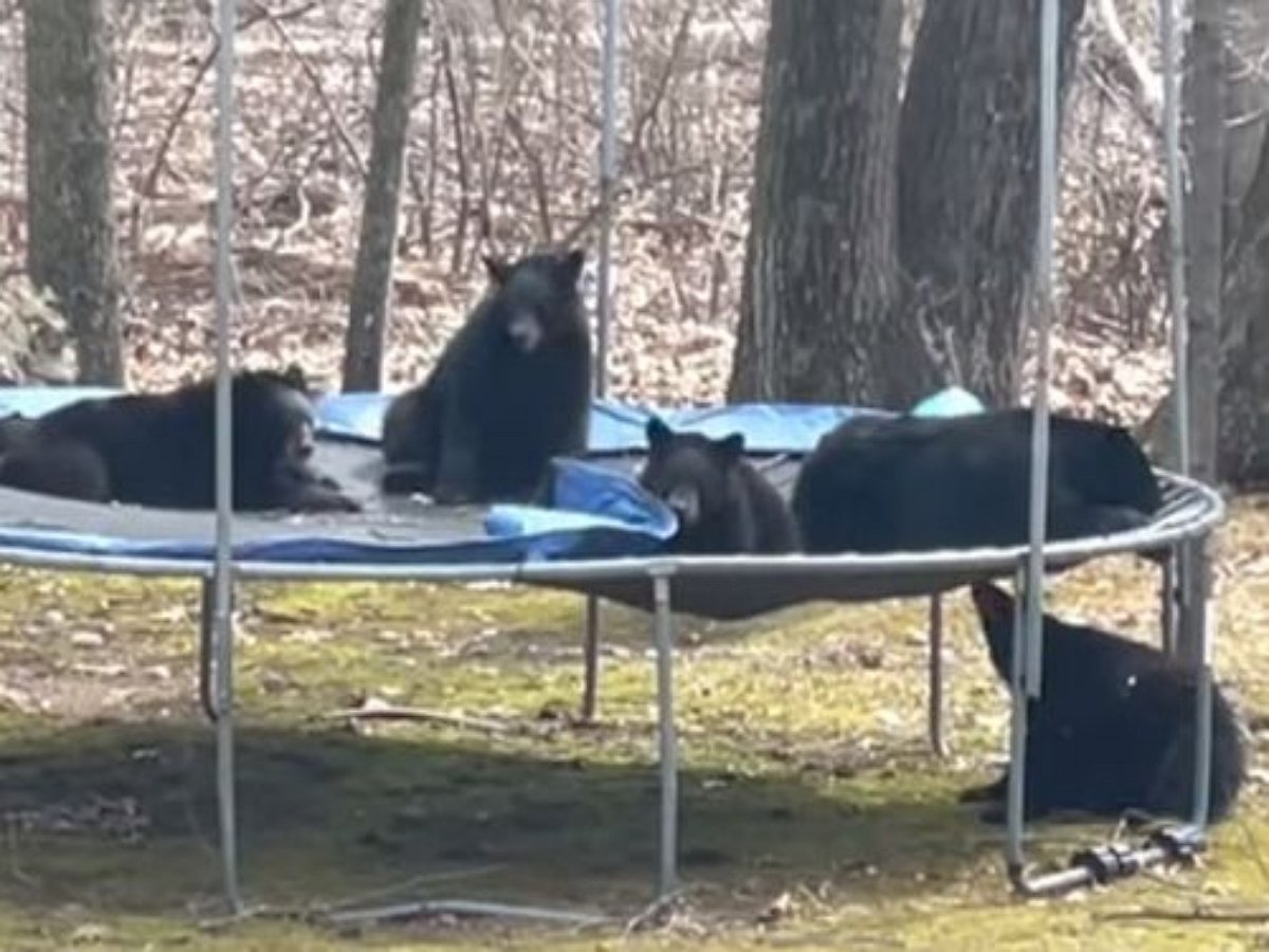 Медведи пришли в гости, захватив хозяйский батут