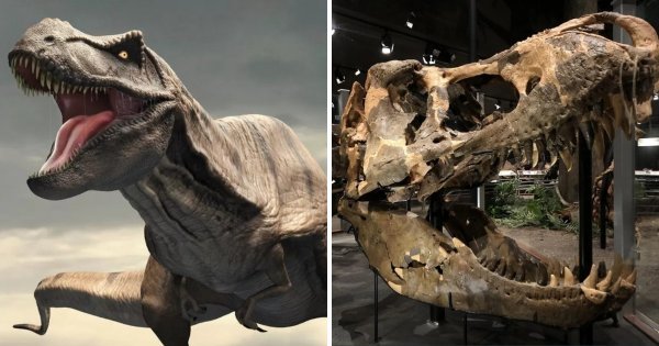 Доисторические монстры: подборка впечатляющих останков вымерших существ