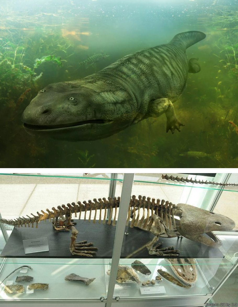 Доисторические монстры: подборка впечатляющих останков вымерших существ