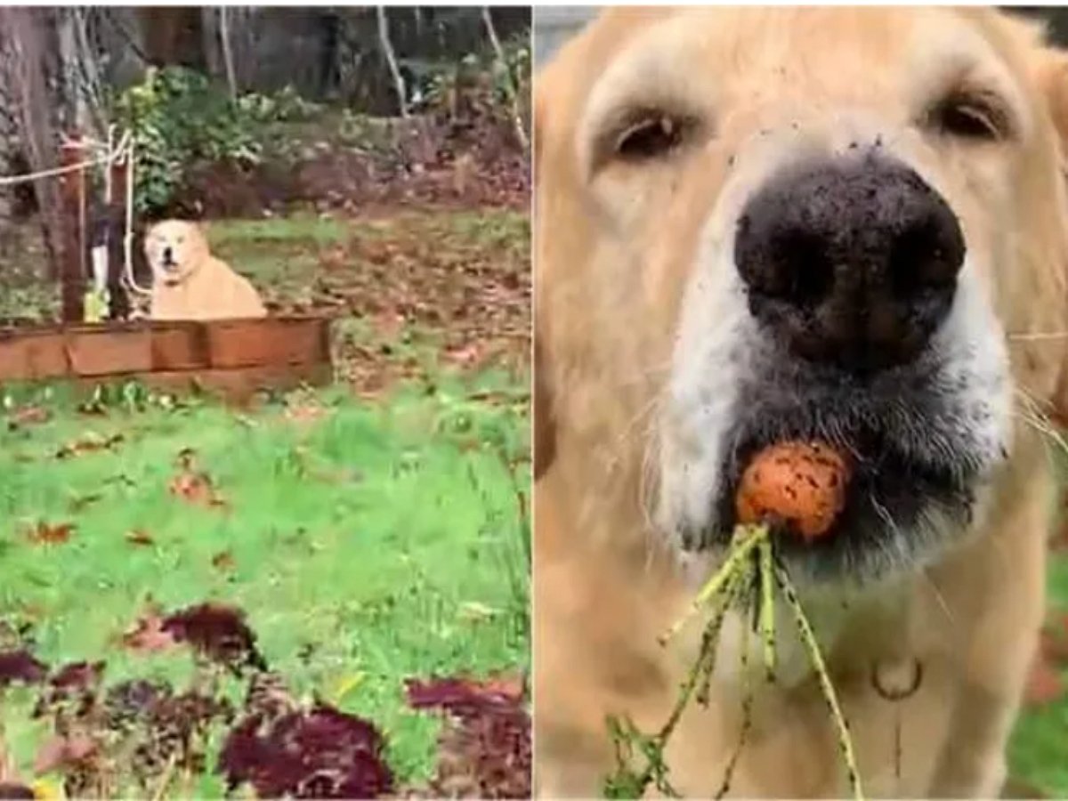 Пес решил добывать витамины прямо с грядки, раскопав весь огород