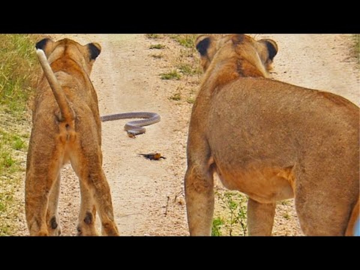 Упорная ящерица победила кобру и двух львов