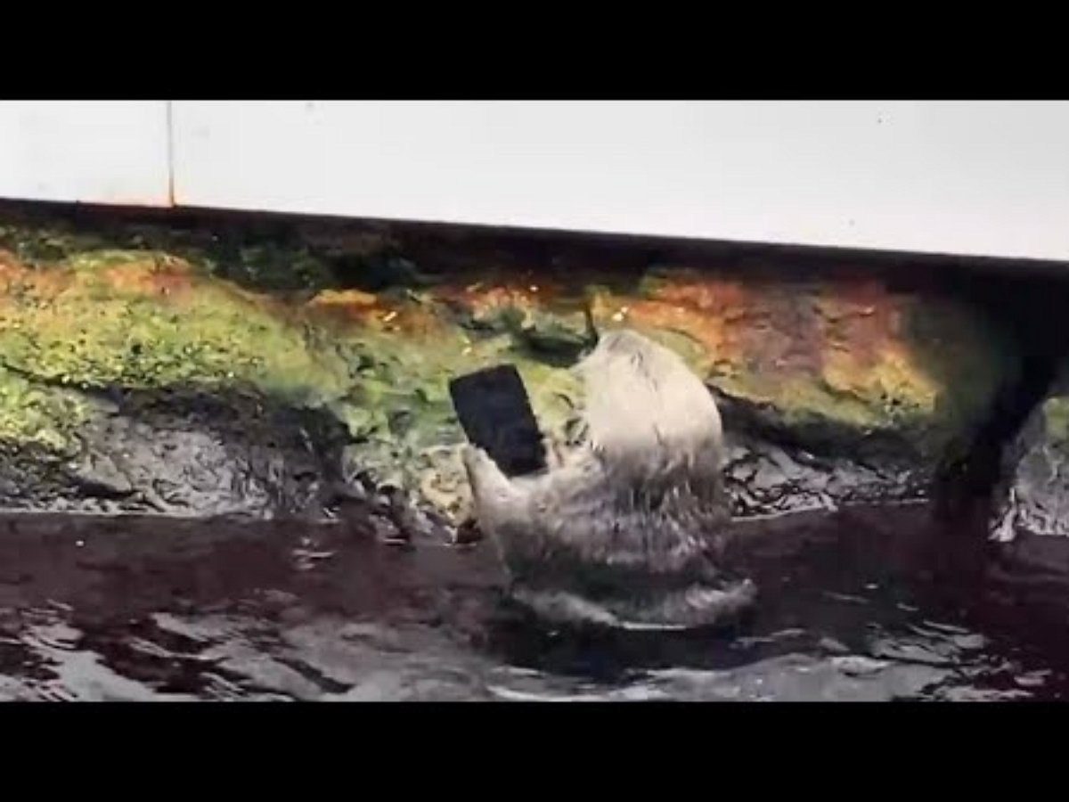 Выдра, уставшая от внимания публики, разбила о камень смартфон посетительницы