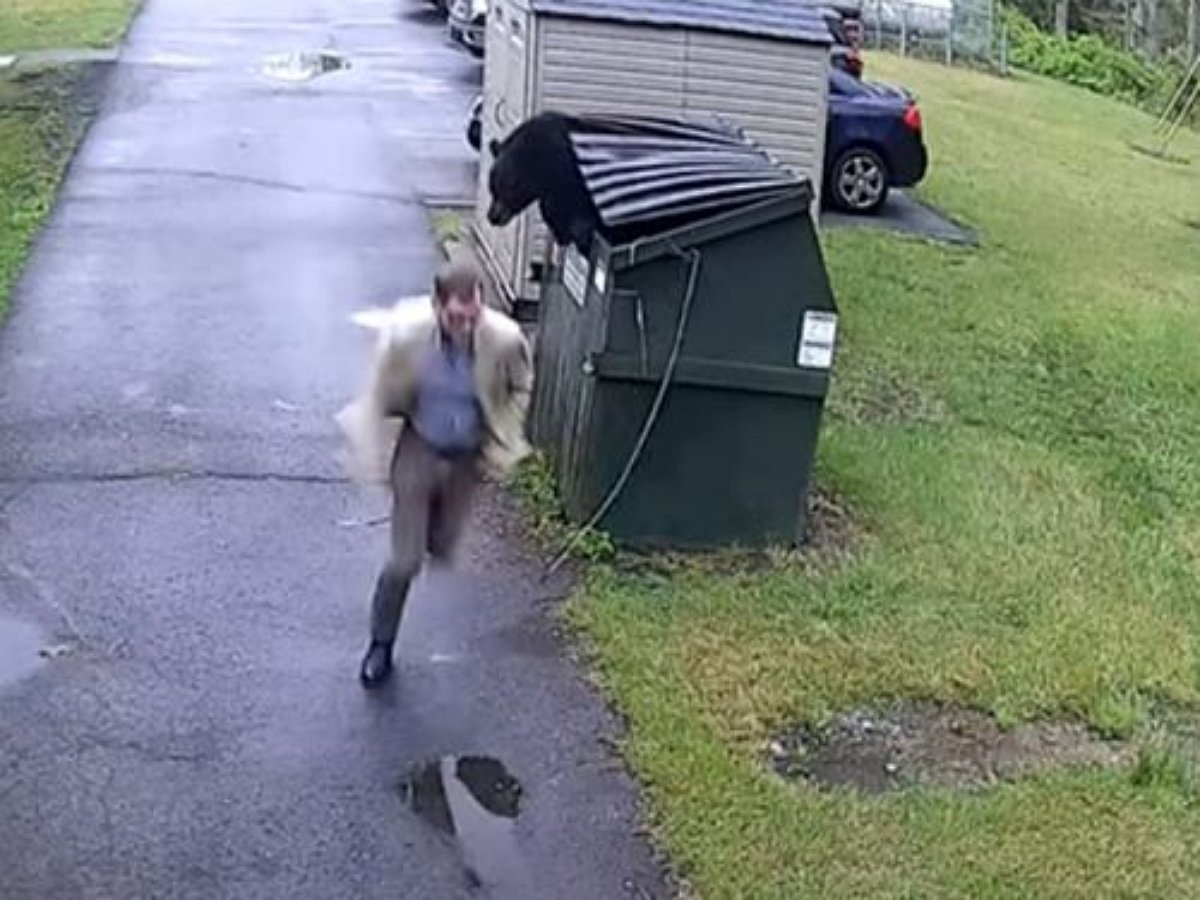 Директор школы встретил медведя в мусорном контейнере