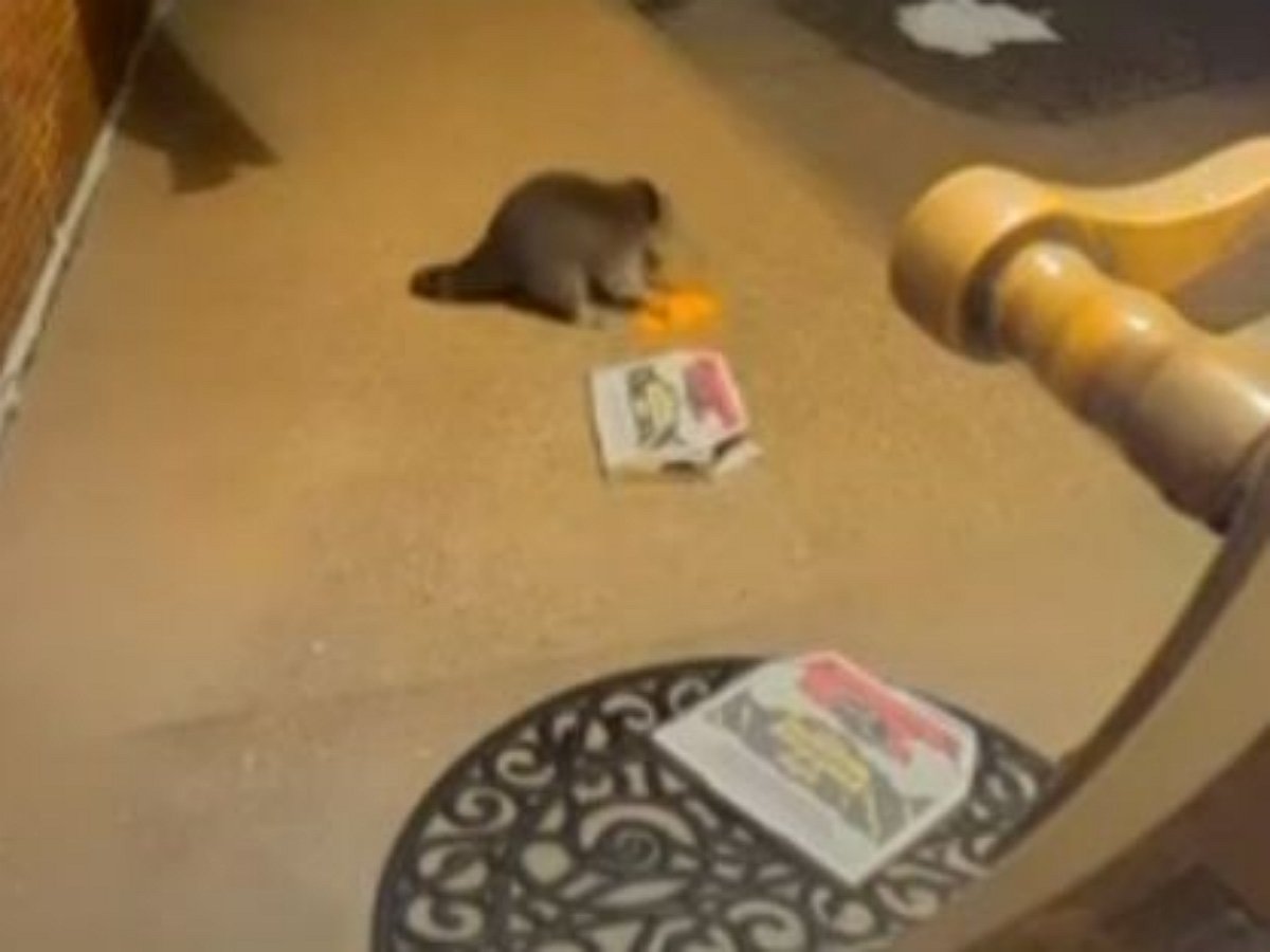 Енот стащил заказанную пиццу прямо с крыльца