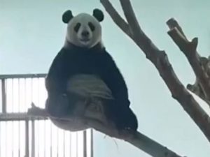 В Китае панда увлеклась медитацией и познала дзэн