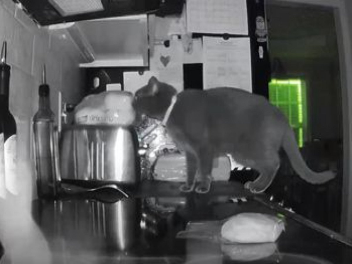 Похититель выпечки удивил хозяйку: вот уж от кого не ожидали