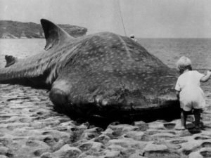 Самые знаменитые купальники из голливудских фильмов