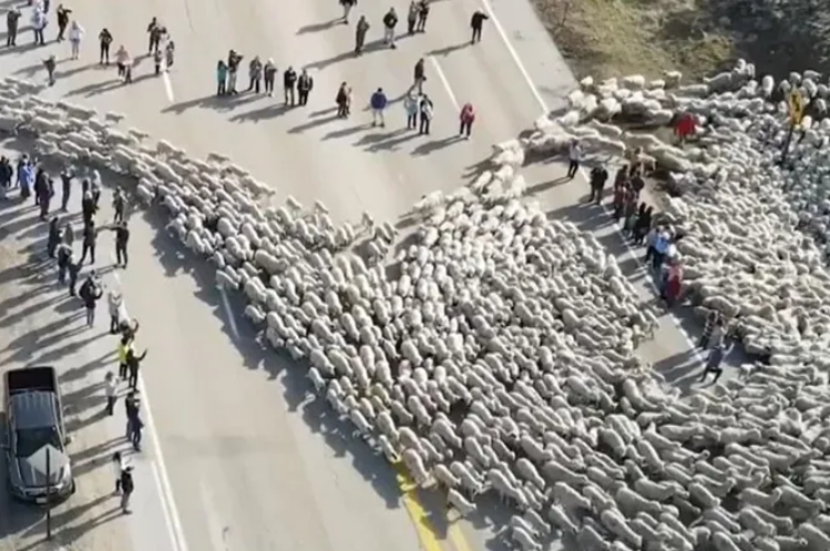 Мощный поток овец перекрыл трассу