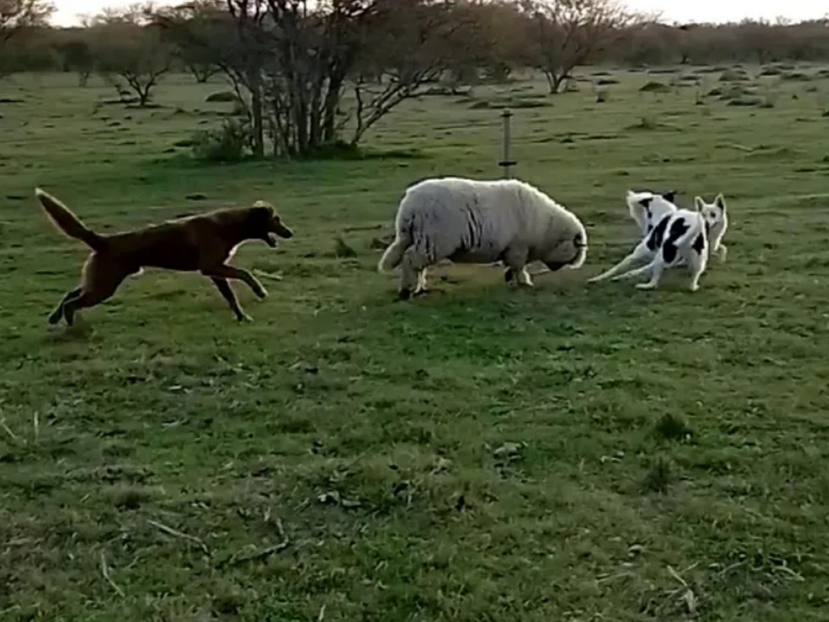 Эта овца уверена, что она собака