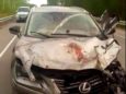 В Хабаровском крае медведь растерзал сбивший его автомобиль