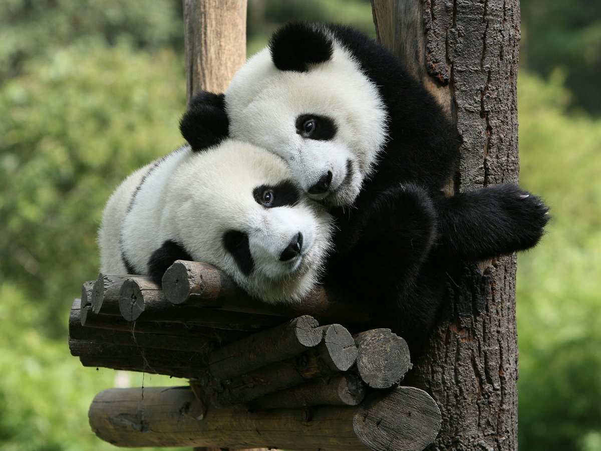 Завистливая панда повела себя некрасиво