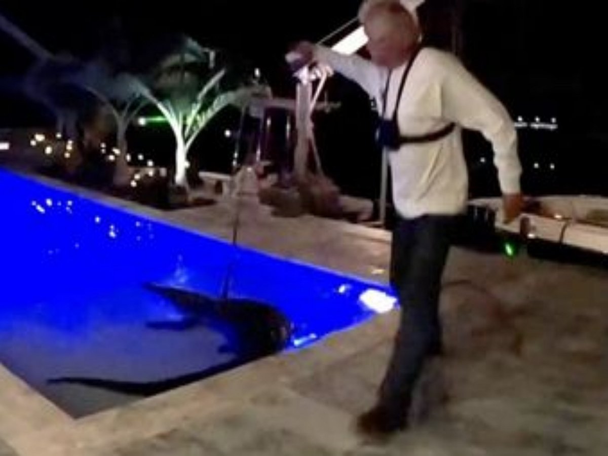 Трехметровый аллигатор влез в чужой бассейн