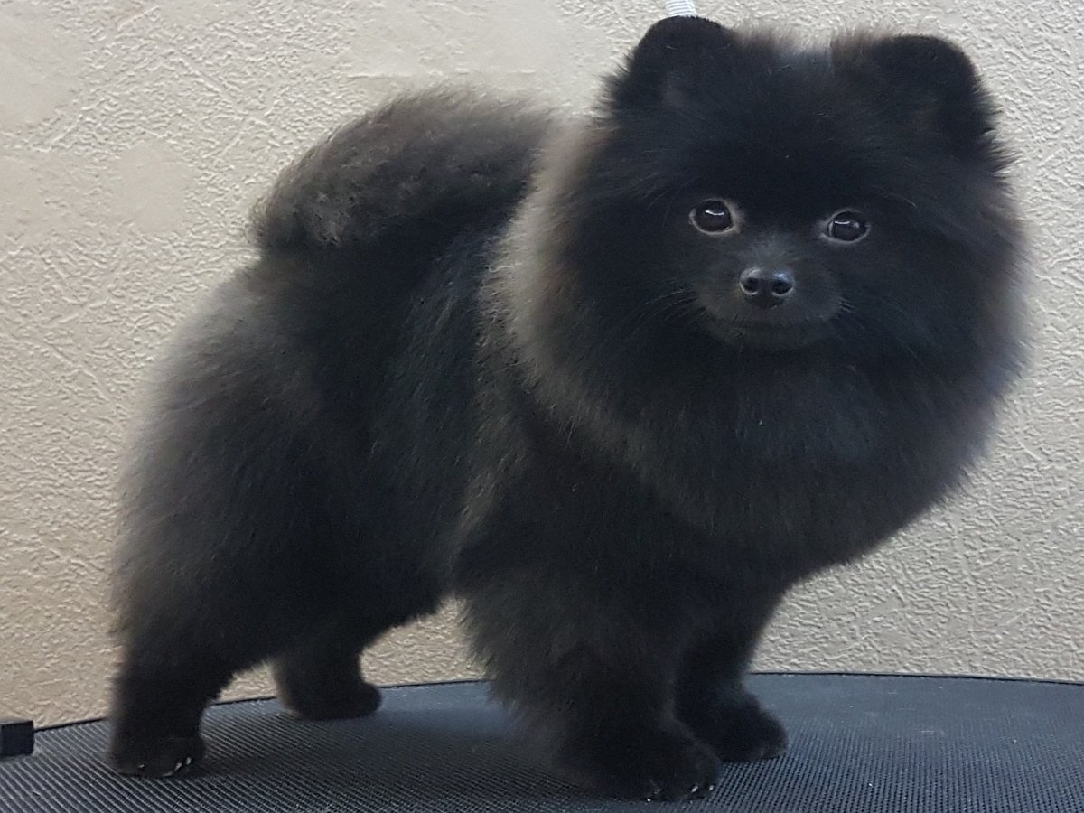 Пес, танцующий во время стрижки, поднимет вам настроение