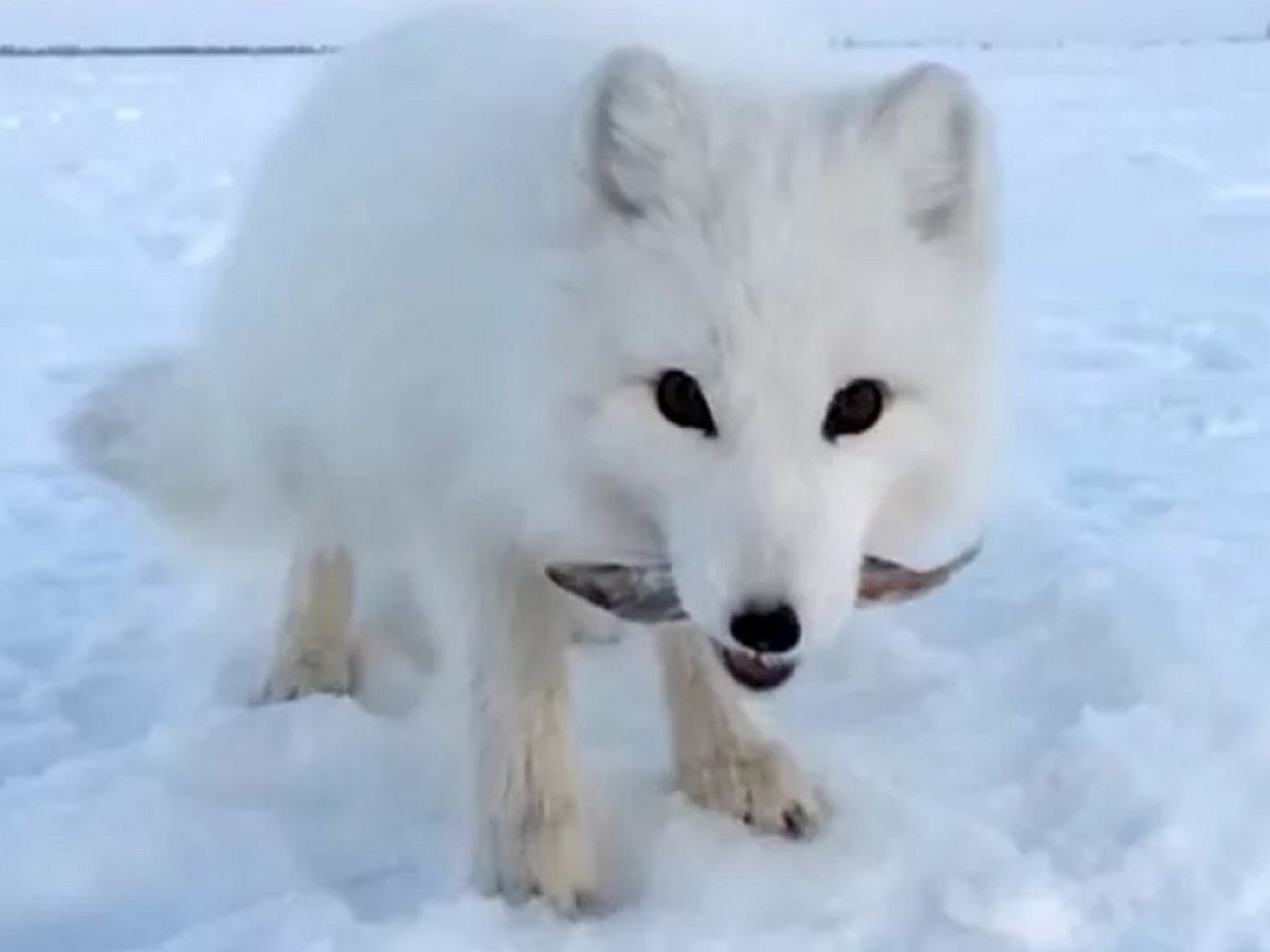 «Моя рыба!»: песец отнял у рыбака улов