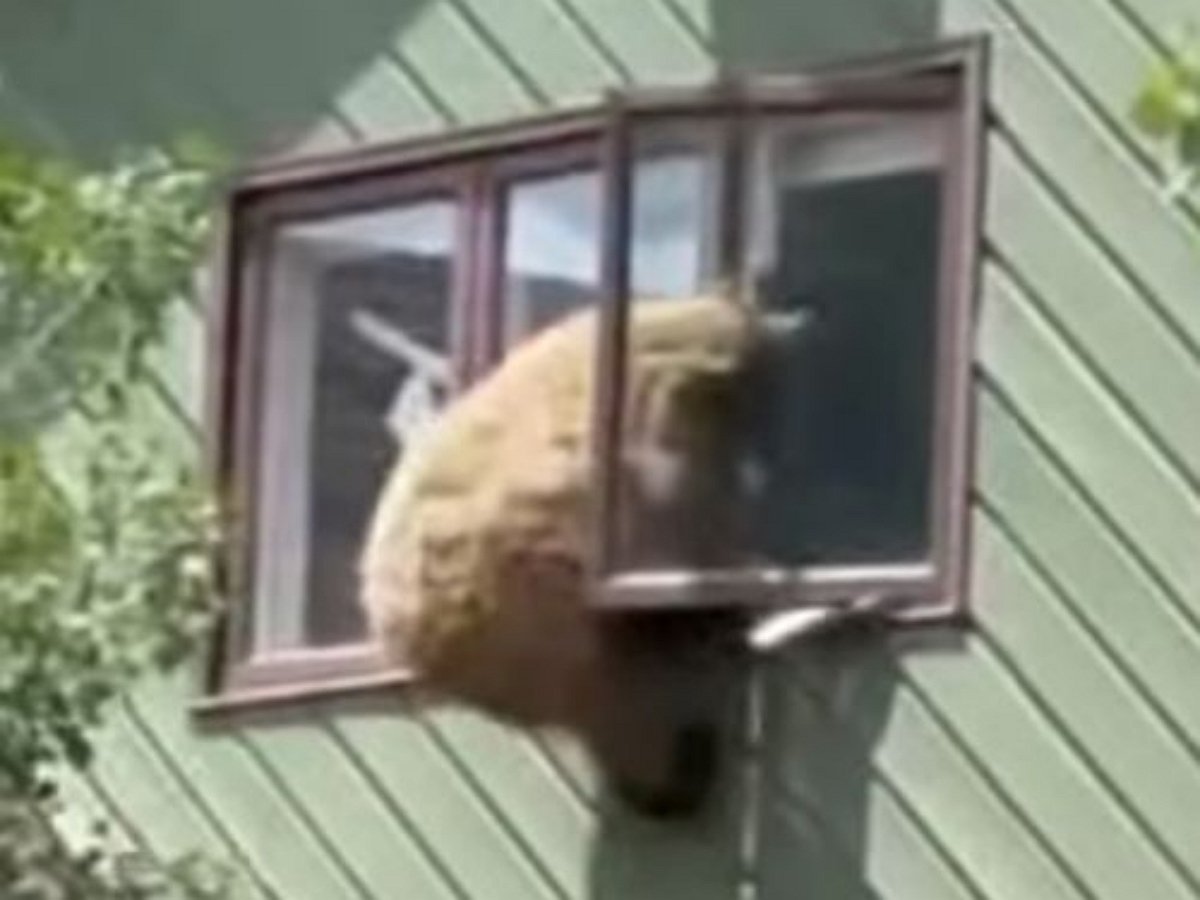 Медведь вломился в дом через окно