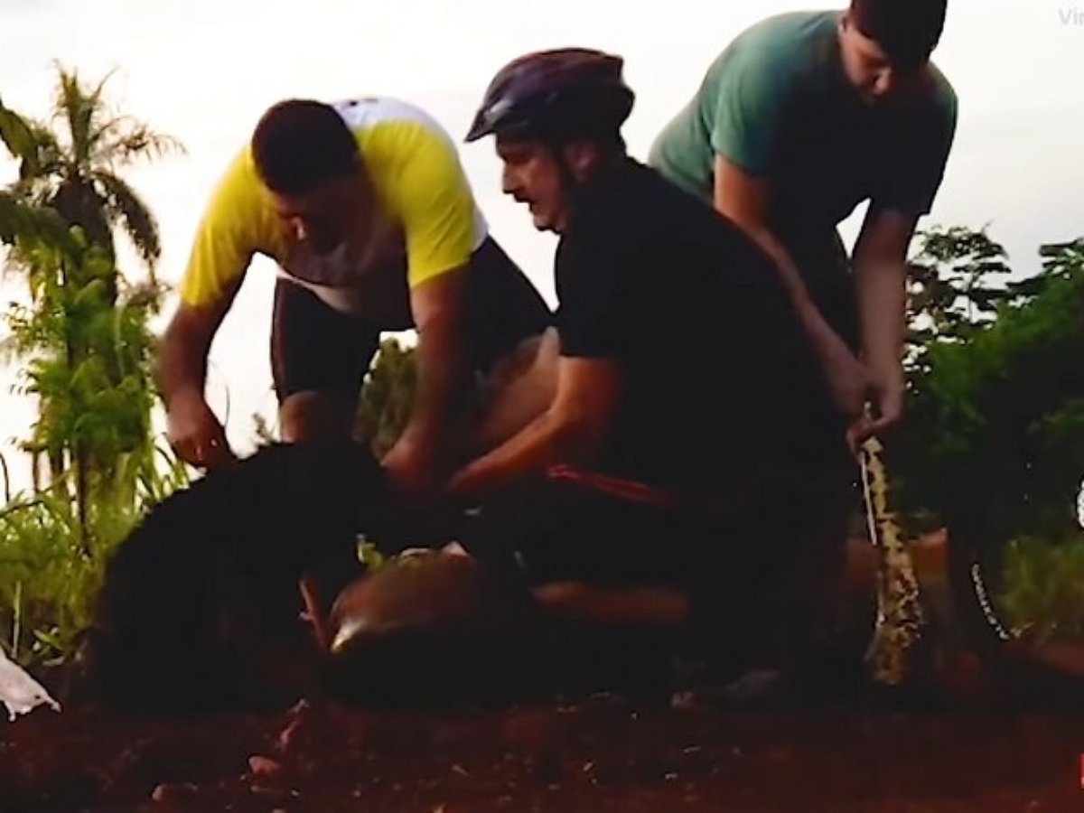 Велосипедисты отбили собаку у гигантской анаконды
