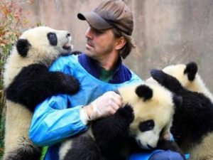 Приставучая панда очень любит «обнимашки»