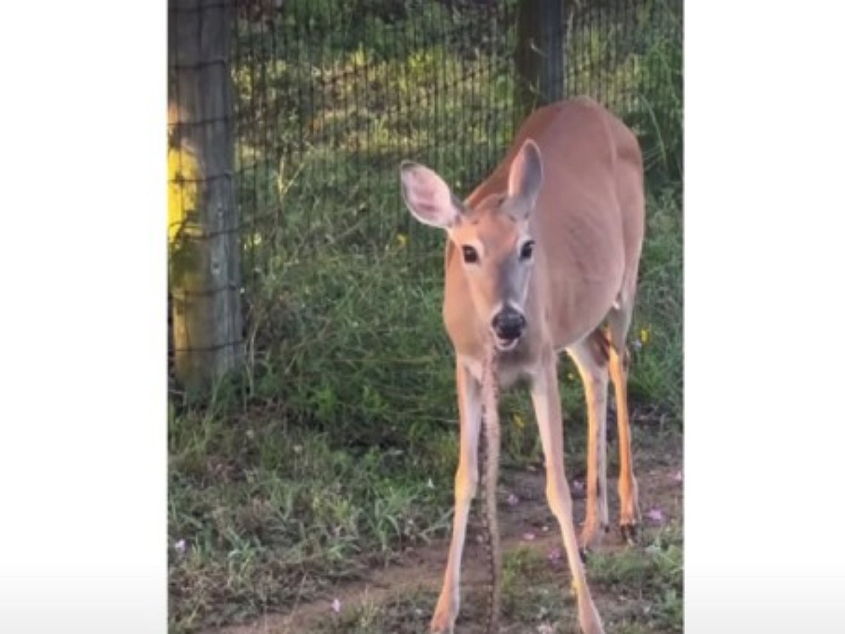 Оленя застукали за необычным перекусом