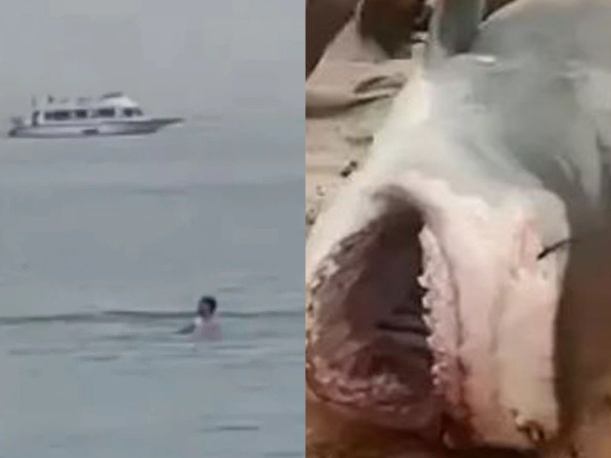 Погибшего в Египте россиянина достали из акулы по частям