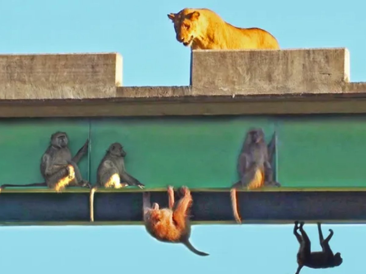 Бабуины спрятались от львов под мостом и стали нахально дразнить прайд
