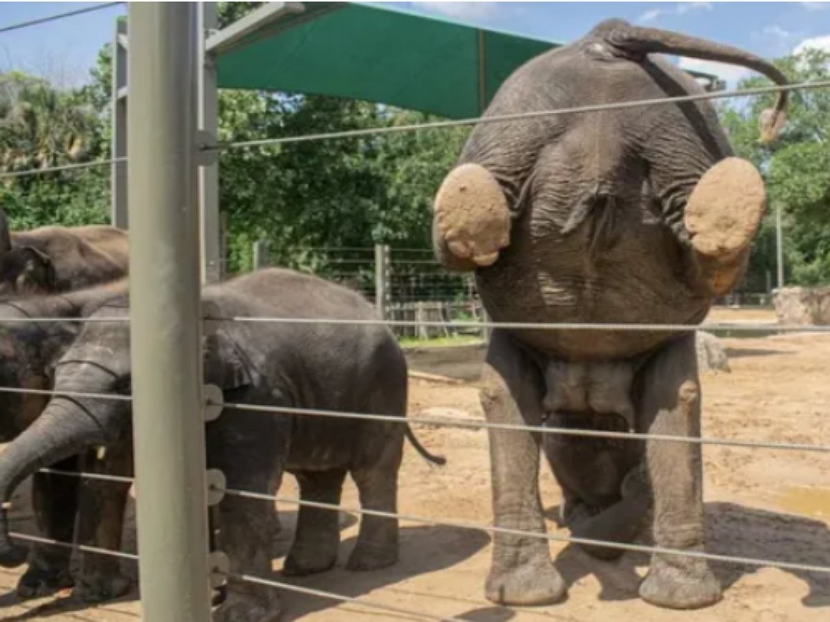 Слоны в зоопарке занимаются йогой