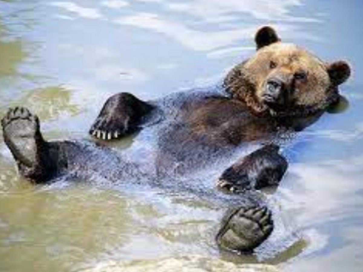 Медведь устроил СПА-процедуры в грязной луже