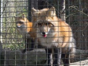В Новокаховском зоопарке от наводнения погибли все животные