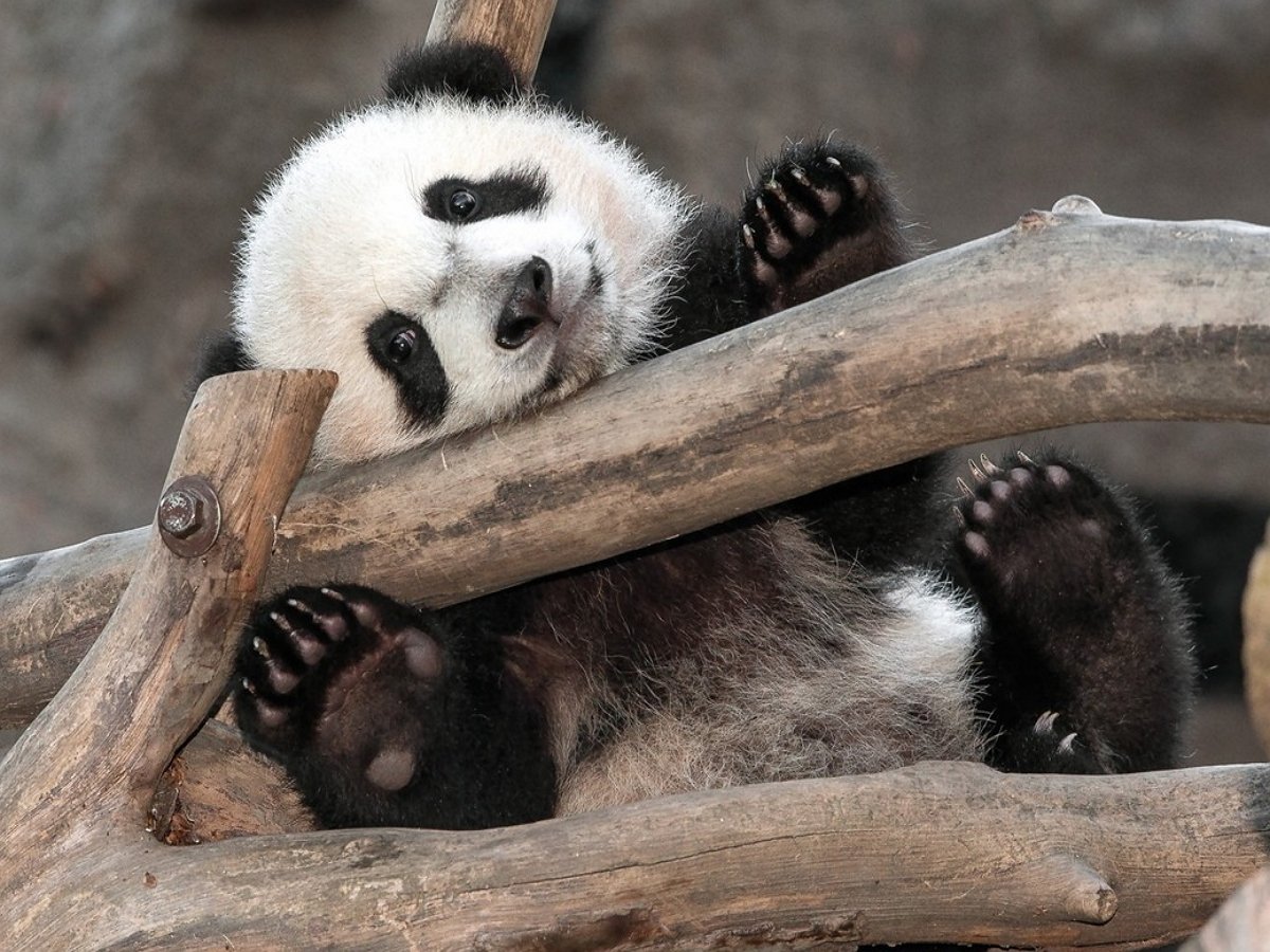 Эти смешные панды совсем как малые дети