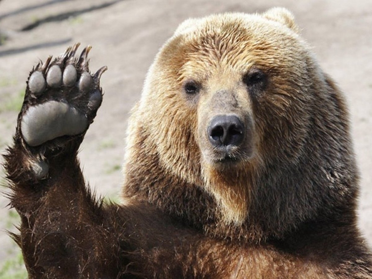 Медведь набросился на группу туристов