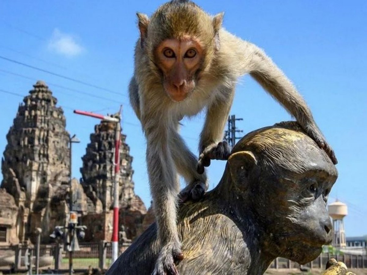 Макака похитила у туристки сумку