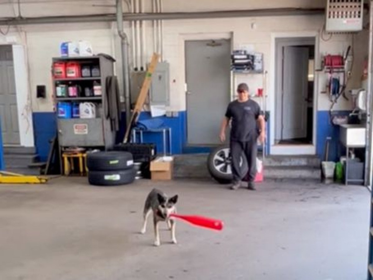 Собака, играющая в бейсбол, сразила партнера метким ударом в пах