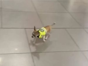 Маленькие собачки достойно несут службу в аэропорту