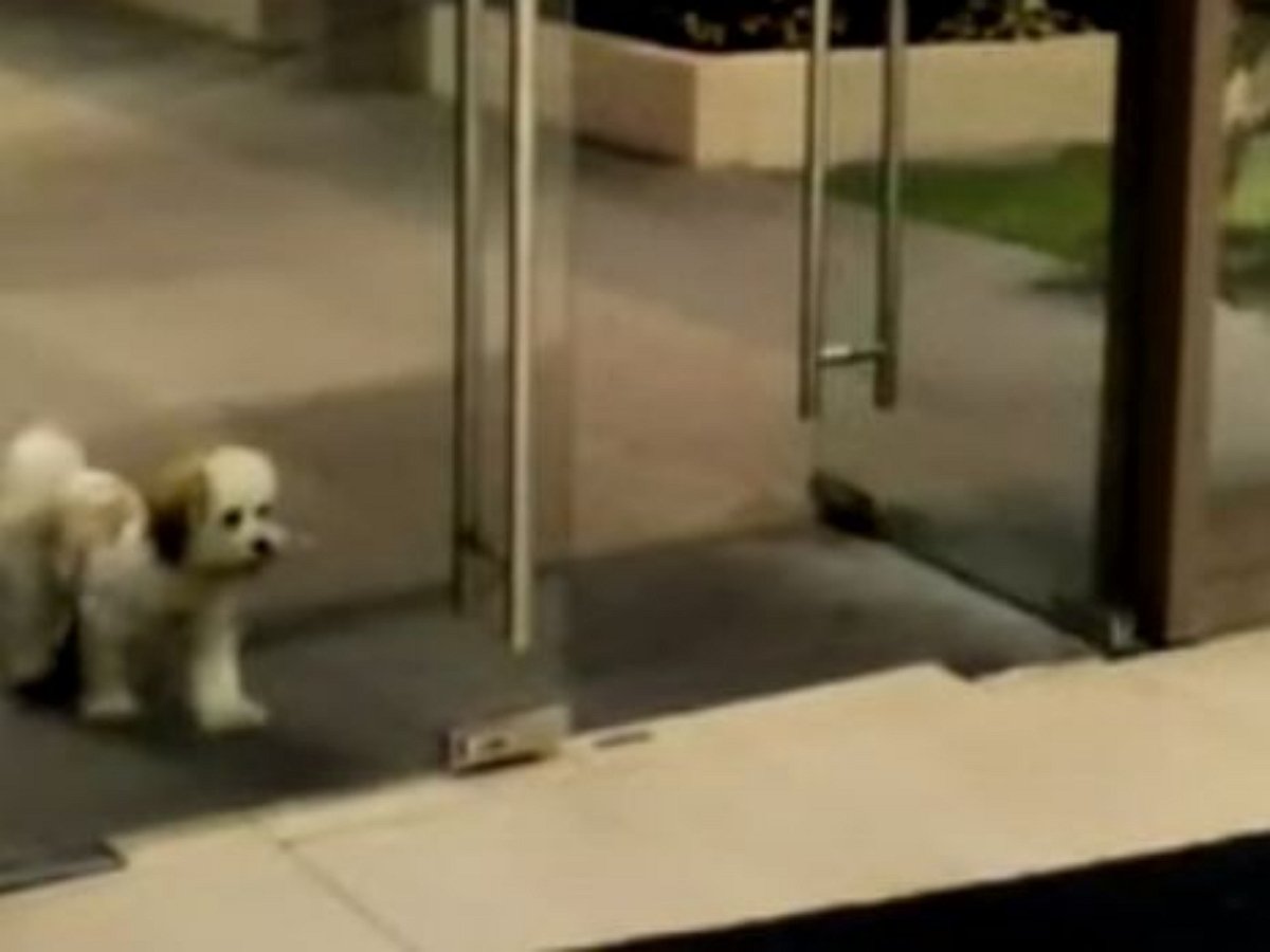 Собачка попала в стеклянную ловушку