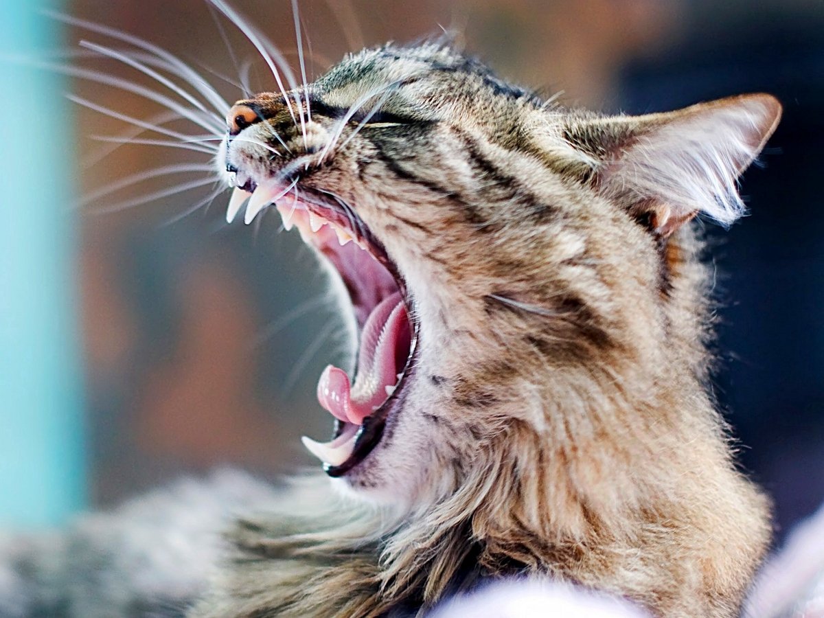 Кот пожелал хозяину: «Будь здоров!»