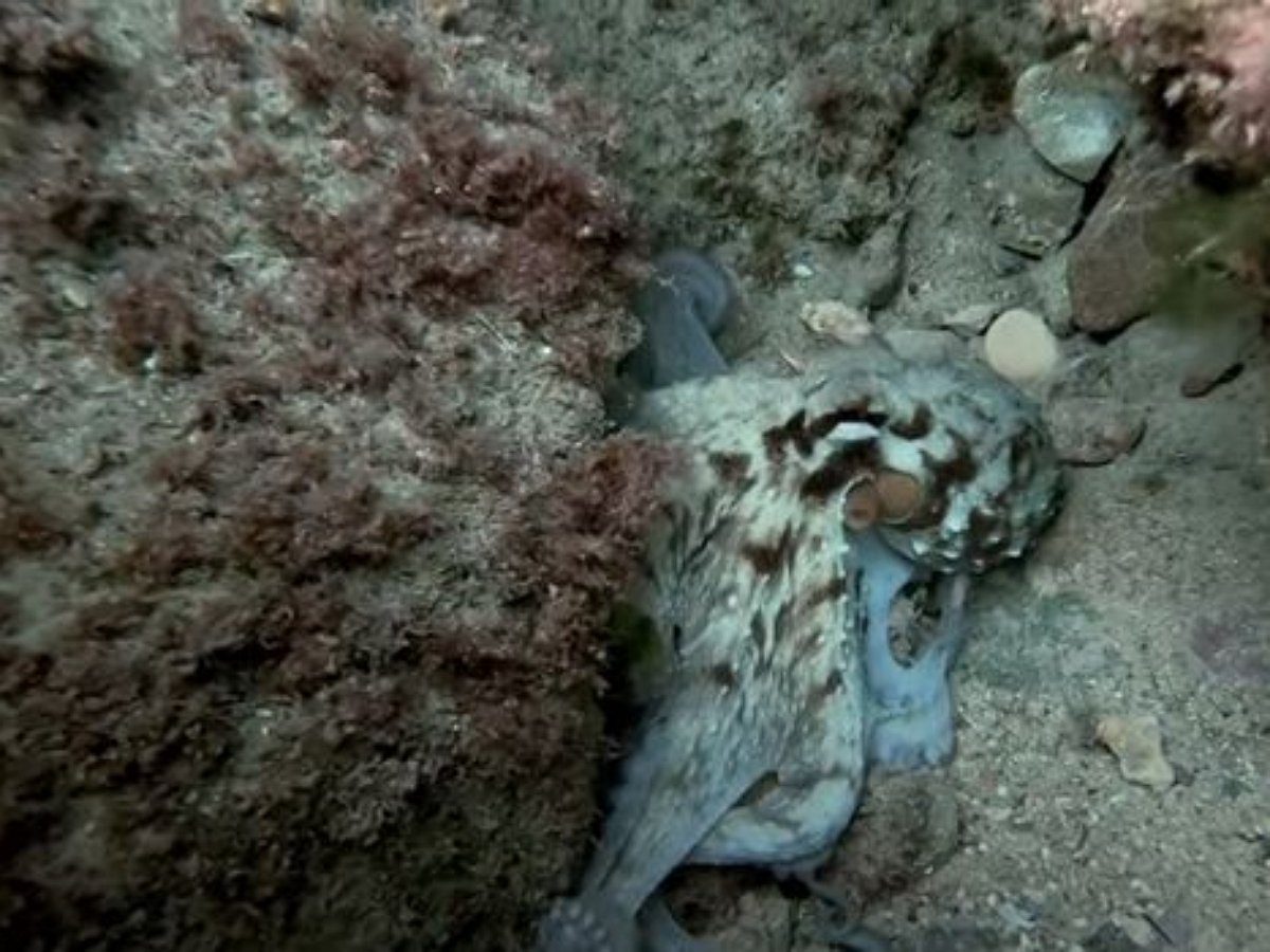 Осьминог напал на приставучего дайвера