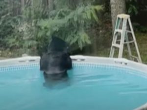 Медведь освежился в чужом бассейне
