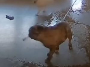 Собаки затопили дом с помощью садового шланга