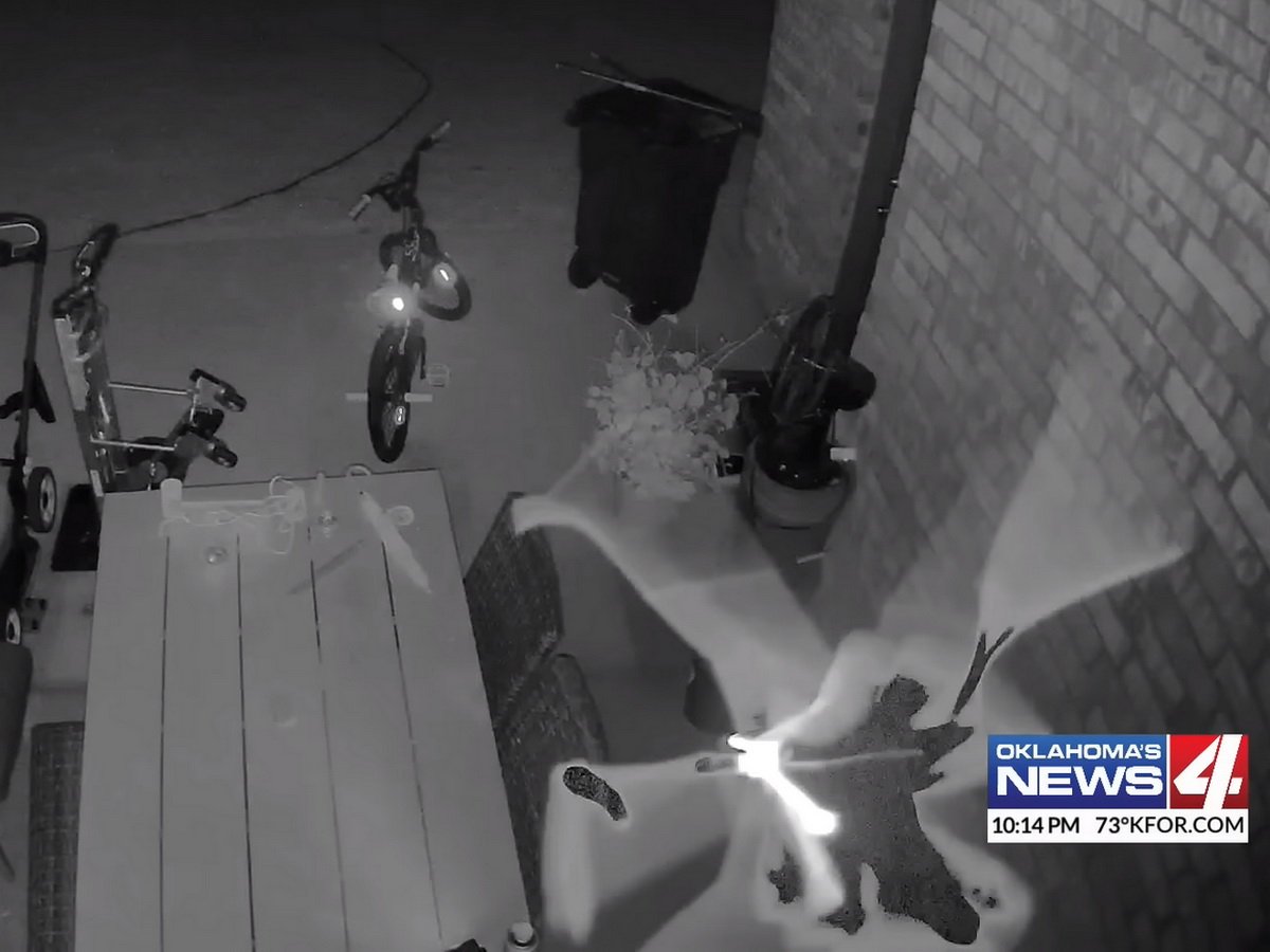 Странное летающее существо пугает домохозяйку по ночам