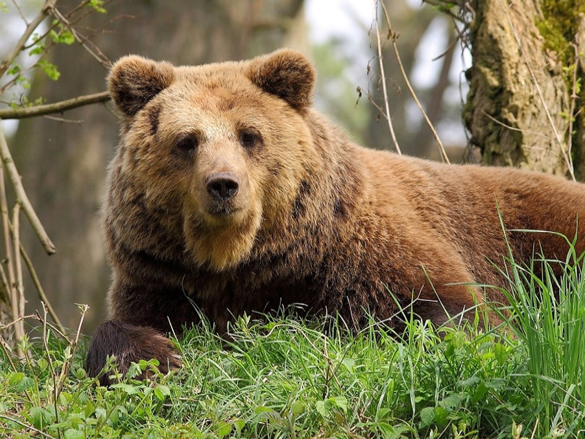 Число отравившихся медвежатиной в Забайкалье увеличилось до 11 человек