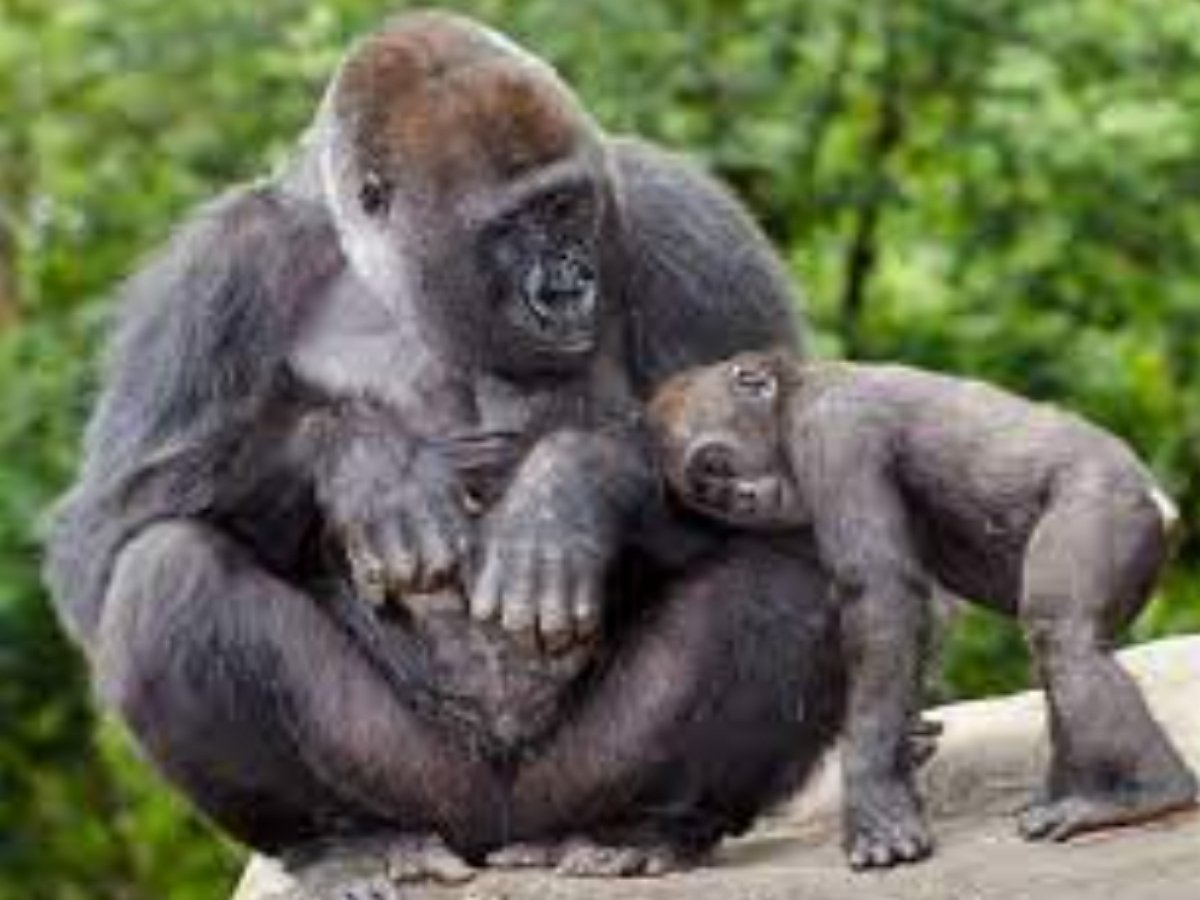 Самец гориллы остался один с детьми