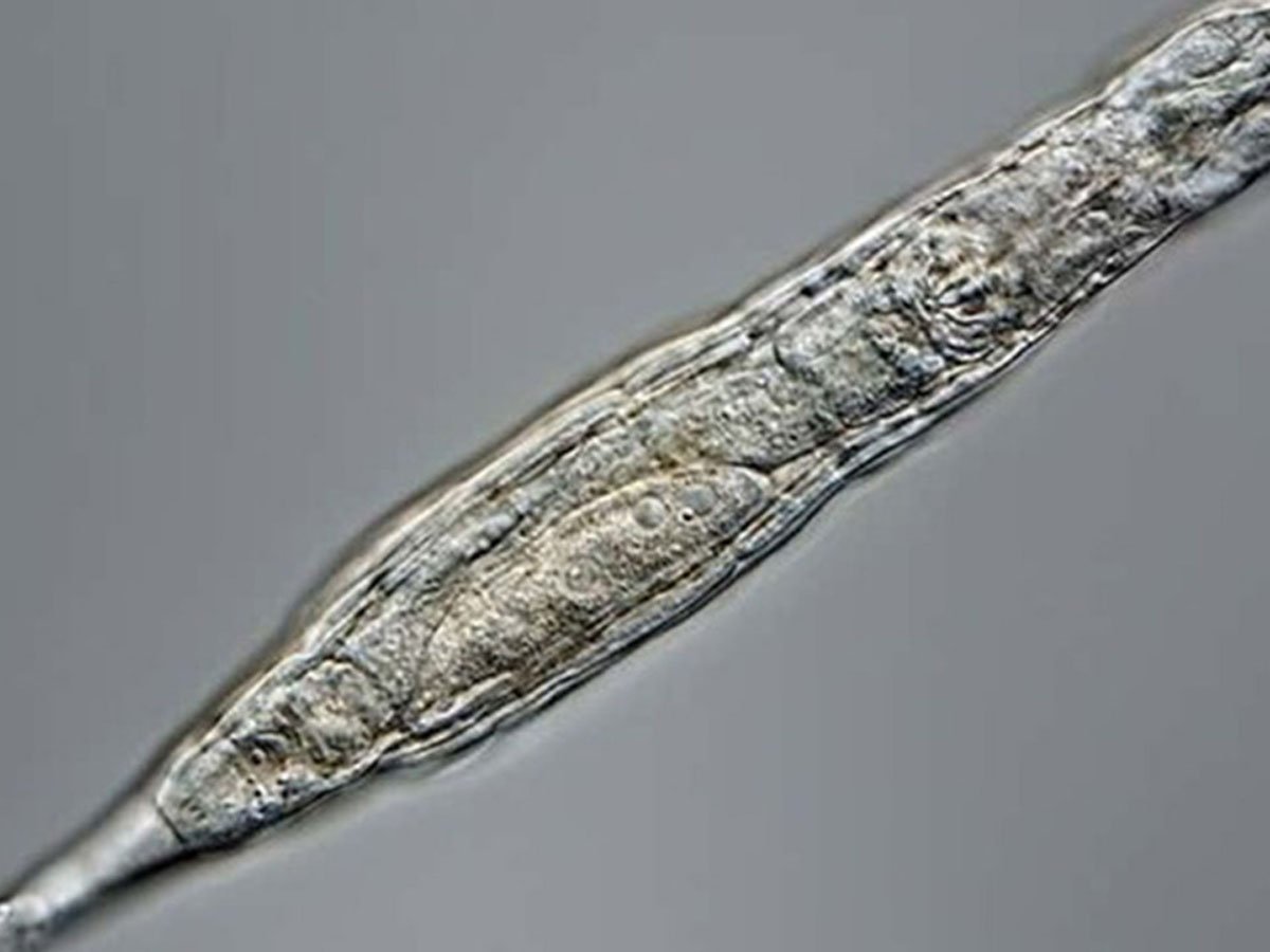 Ученые оживили замерзших в Сибири 46 000 лет назад червей