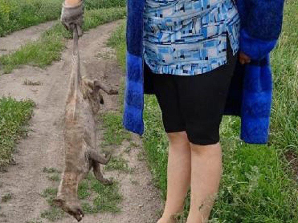 Ветеринар прокомментировал фото с чупакаброй из Новосибирска