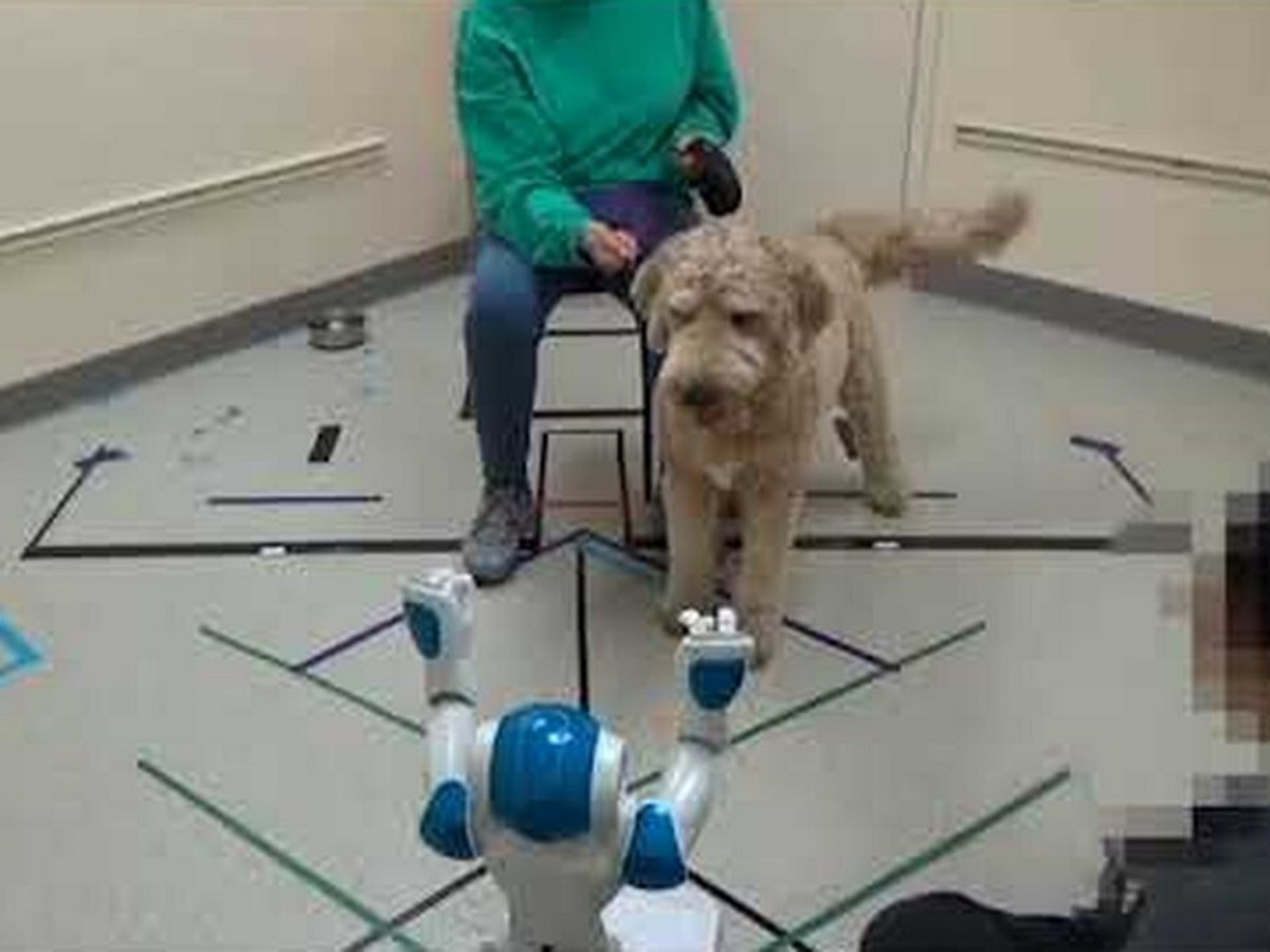 Будет ли собака исполнять команды робота?