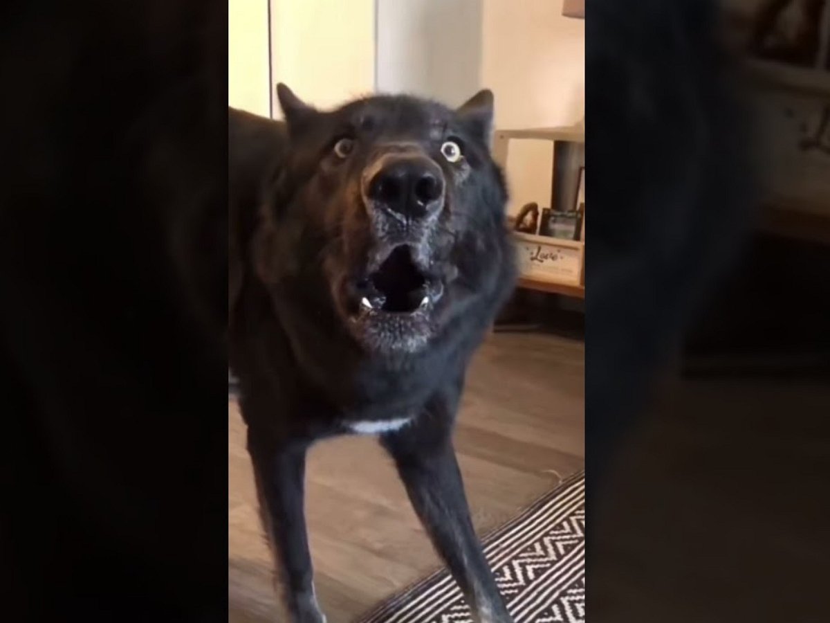 Реакция пса на неприятное известие рассмешит кого угодно