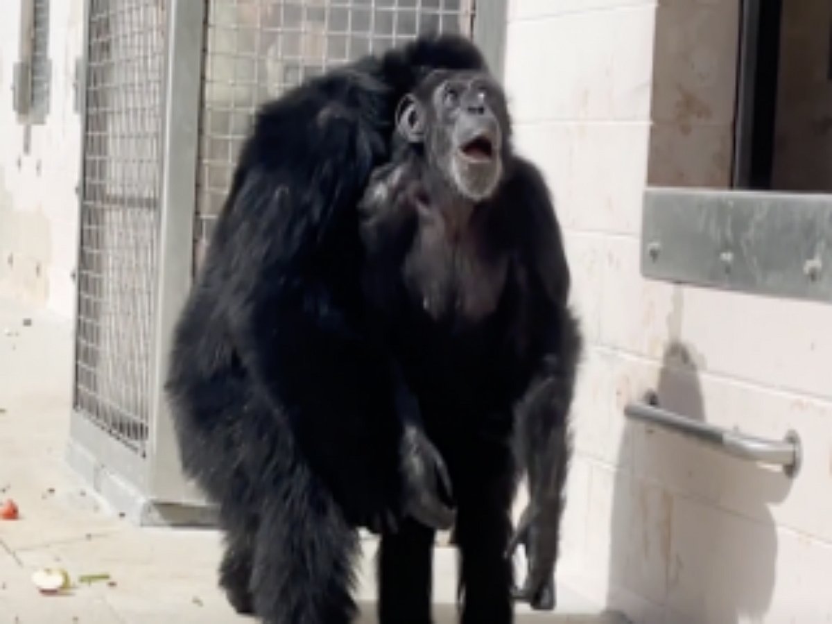 Подопытная обезьяна вышла на волю и обомлела