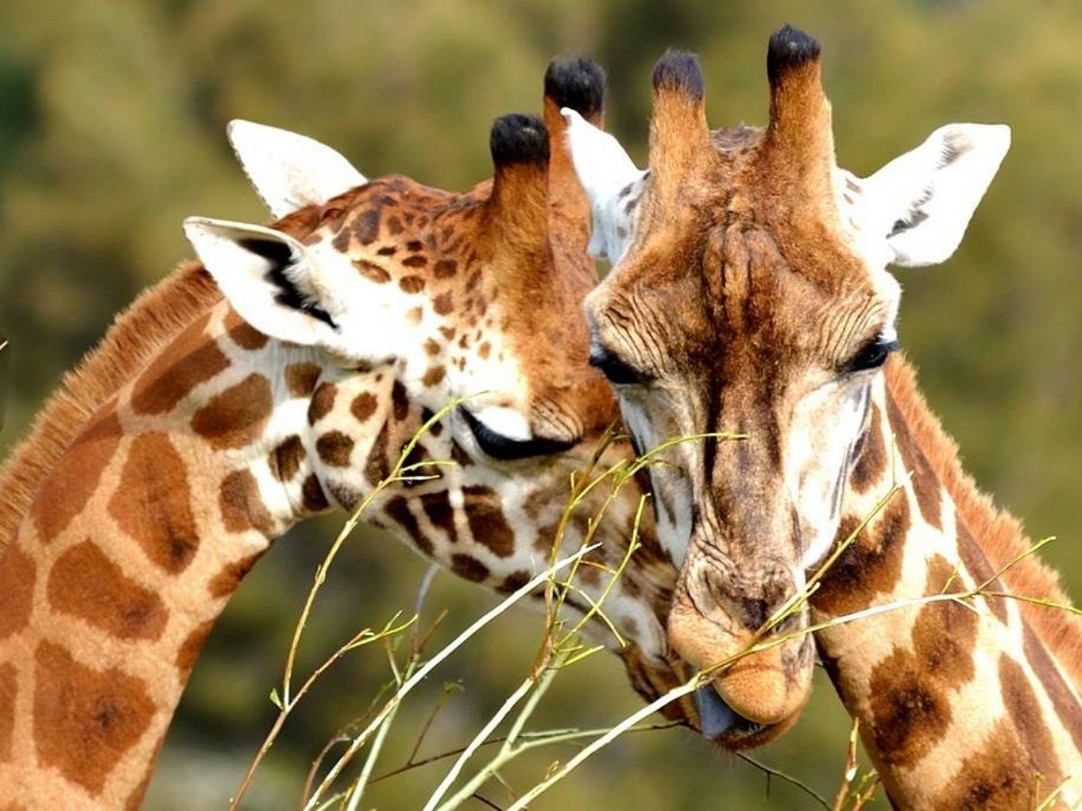 Как отличить самца жирафа от самки