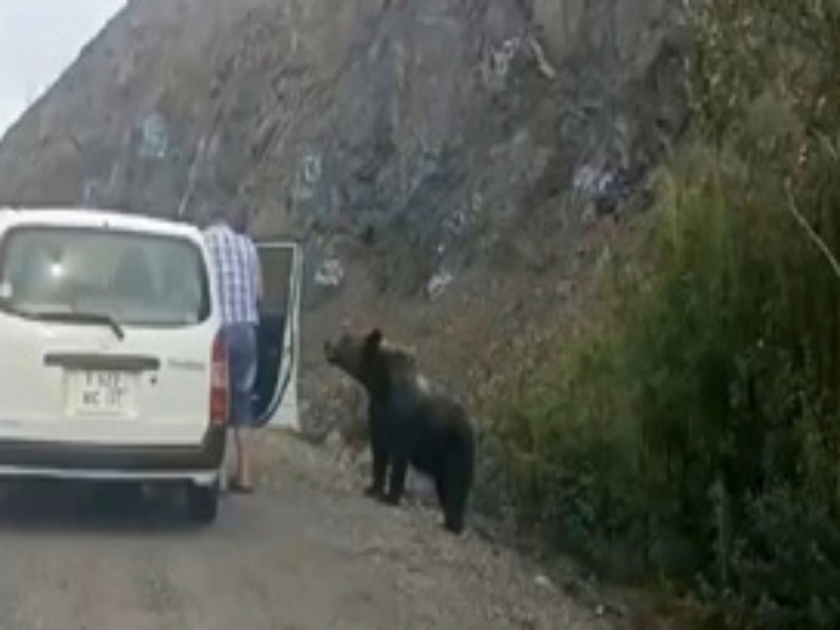 Мужчина покормил медведя с руки