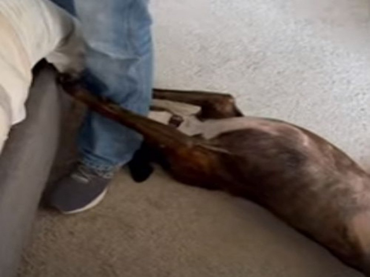 Ревнивая собака соревнуется с малышом за внимание своего хозяина