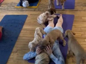 Студия йоги проводит занятия совместно с милейшими щенками
