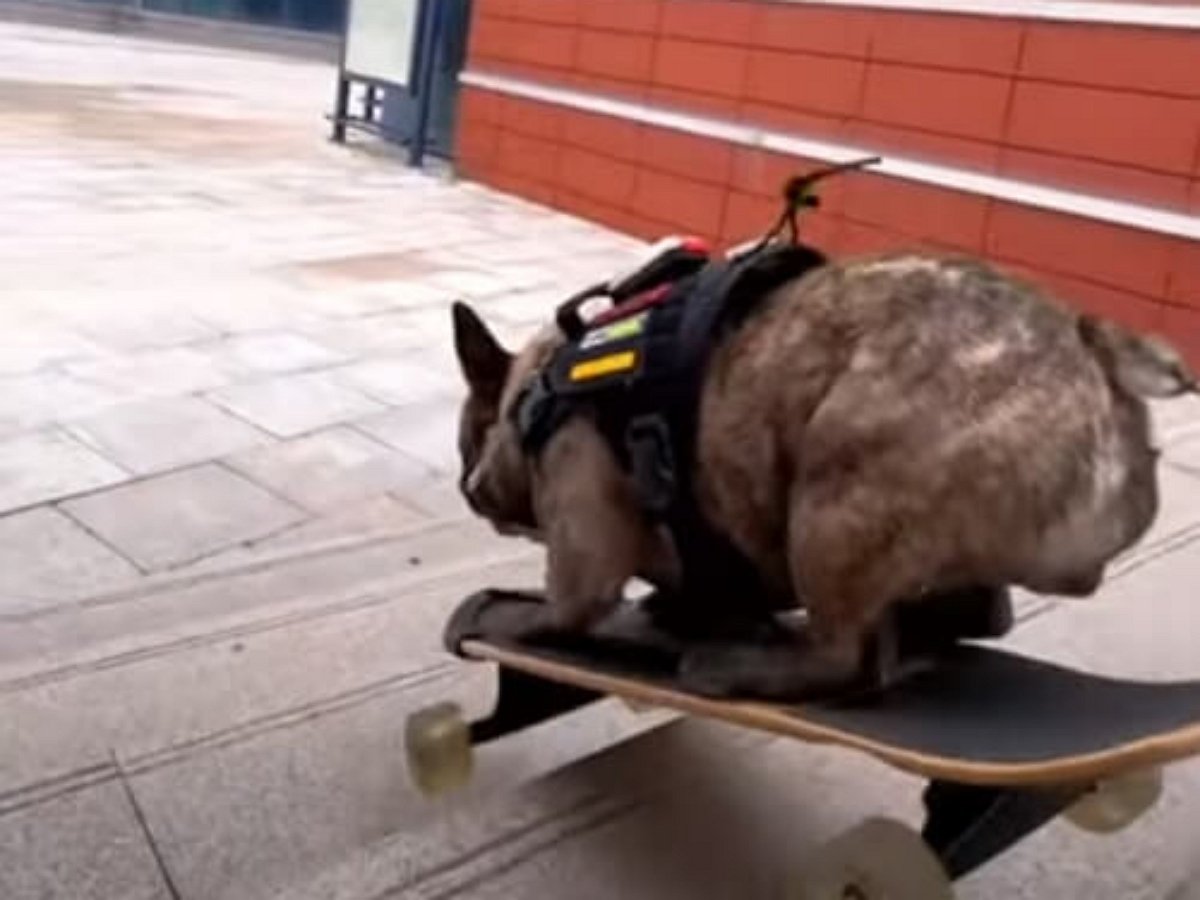 Бульдог мастерски катается на скейтборде
